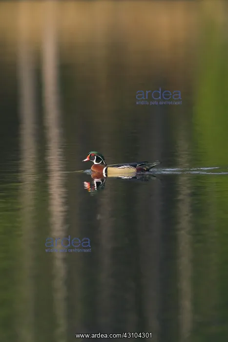: Wood Duck Drake : Wood Duck Drake