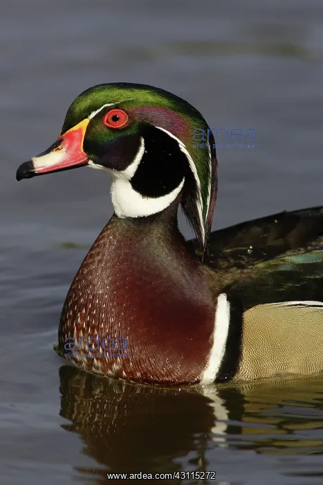 : Wood Duck Drake : Wood Duck Drake