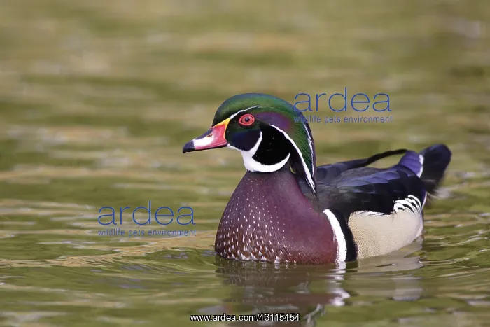 : Wood Duck Drake : Wood Duck Drake
