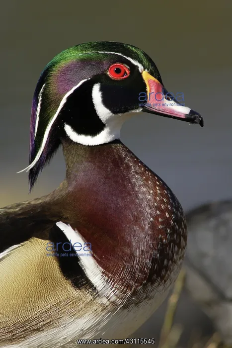 : Wood Duck Drake : Wood Duck Drake
