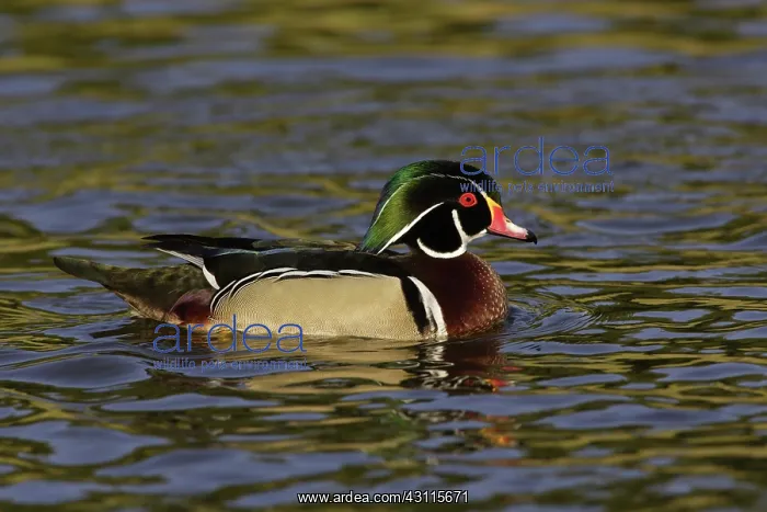 : Wood Duck Drake : Wood Duck Drake