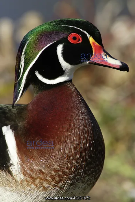 : Wood Duck Drake : Wood Duck Drake