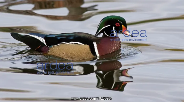 : A Wood Duck drake (Aix sponsa) : A Wood Duck drake (Aix sponsa)