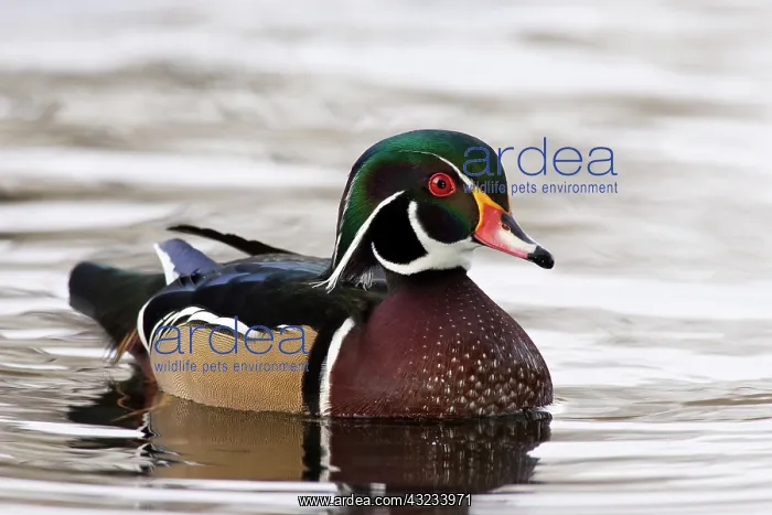 : A Wood Duck drake (Aix sponsa) : A Wood Duck drake (Aix sponsa)