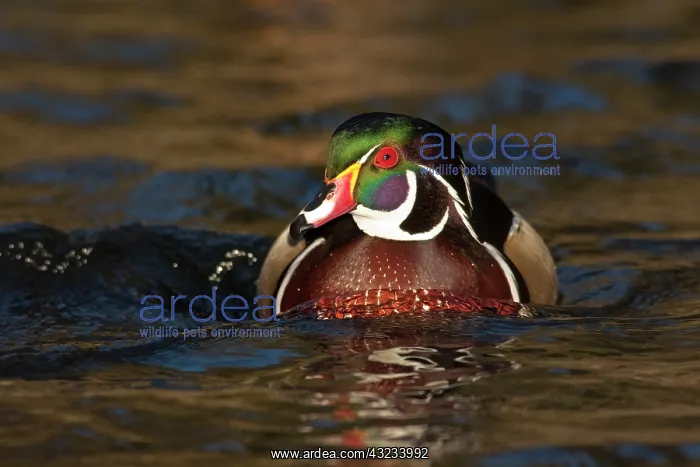 : A Wood Duck drake (Aix sponsa) : A Wood Duck drake (Aix sponsa)