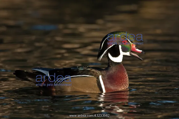 : A Wood Duck drake (Aix sponsa) calling : A Wood Duck drake (Aix sponsa) calling
