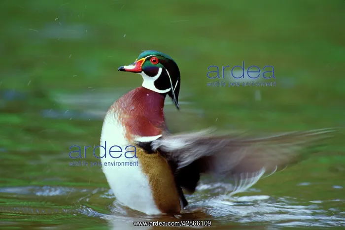 : Wood Duck drake - drying wings : Wood Duck drake - drying wings