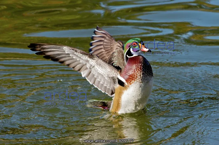 : Wood Duck drake flapping wings : Wood Duck drake flapping wings