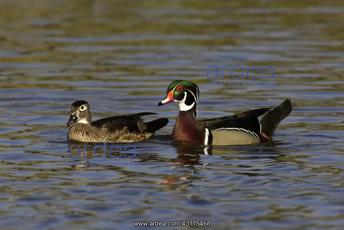 : Wood Duck Drake and Hen : Wood Duck Drake and Hen