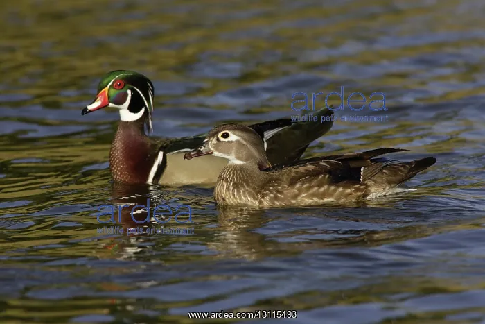 : Wood Duck Drake and Hen : Wood Duck Drake and Hen