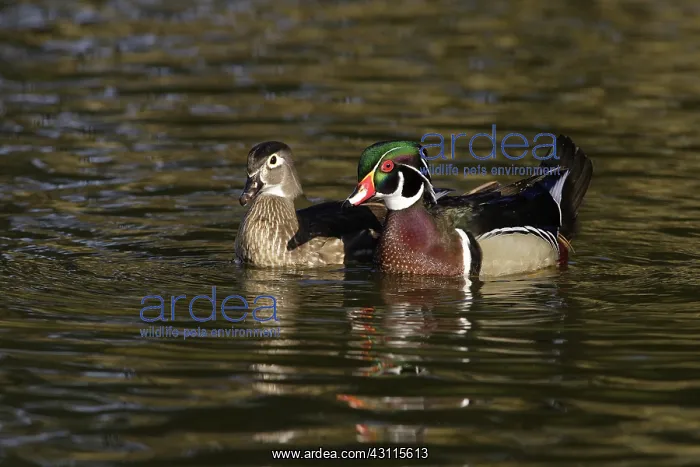 : Wood Duck Drake and Hen : Wood Duck Drake and Hen