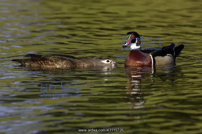 : Wood Duck Drake and Hen : Wood Duck Drake and Hen