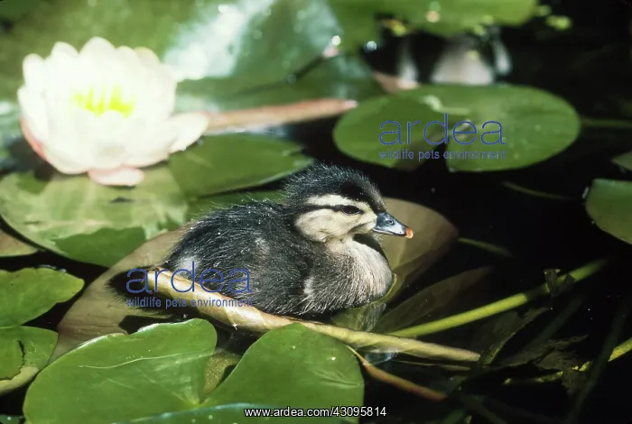 : Wood Duck duckling (Aix sponsa) : Wood Duck duckling (Aix sponsa)