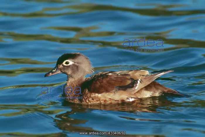 : Wood DUCK - female in breeding plumage on pond : Wood DUCK - female in breeding plumage on pond