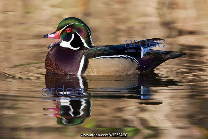 : Wood duck, George C. Reifel Bird Sanctuary : Wood duck, George C. Reifel Bird Sanctuary