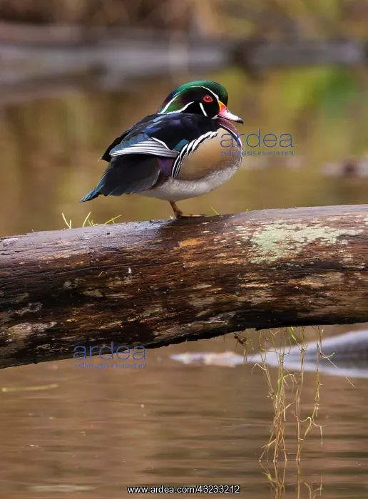 : Wood duck, George C. Reifel Migratory Bird : Wood duck, George C. Reifel Migratory Bird