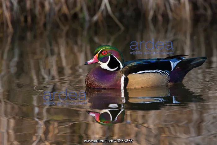 : Wood duck, George C. Reifel Migratory Bird : Wood duck, George C. Reifel Migratory Bird