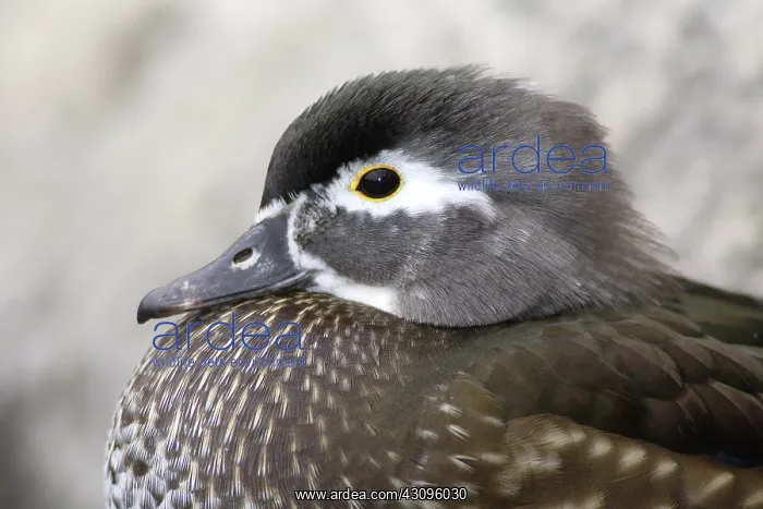 : Wood Duck Hen : Wood Duck Hen