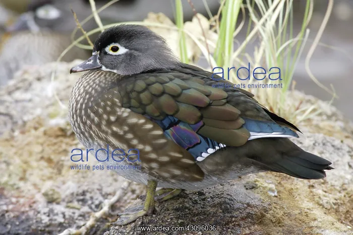 : Wood Duck Hen : Wood Duck Hen