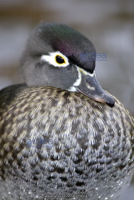 : Wood Duck Hen : Wood Duck Hen