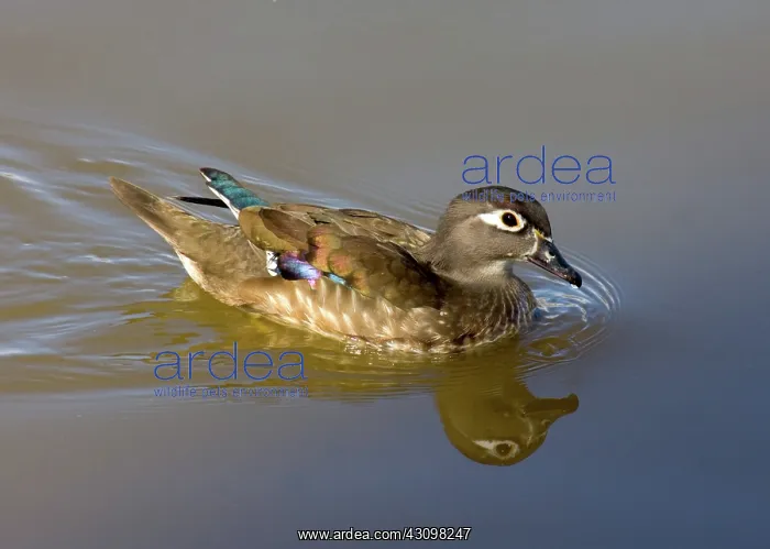  : Wood Duck Hen