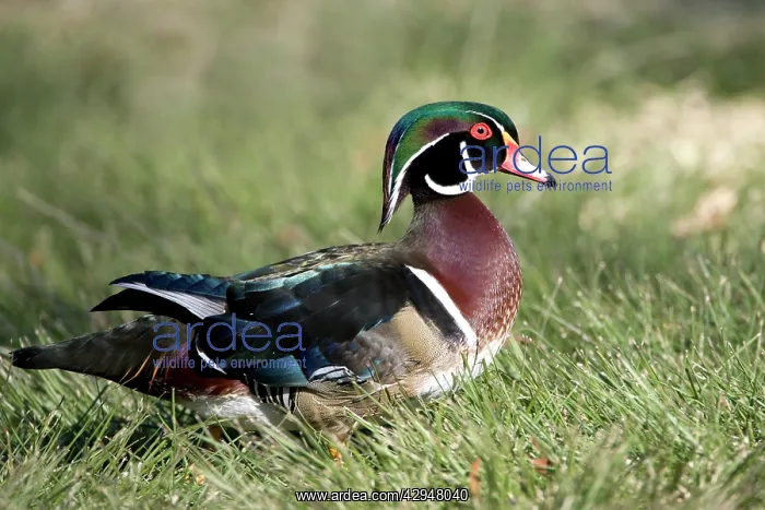 : Wood Duck - male : Wood Duck - male