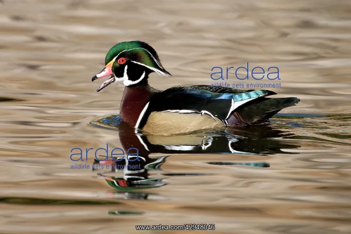  : Wood Duck - male