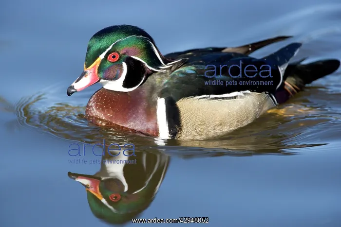: Wood Duck - male : Wood Duck - male