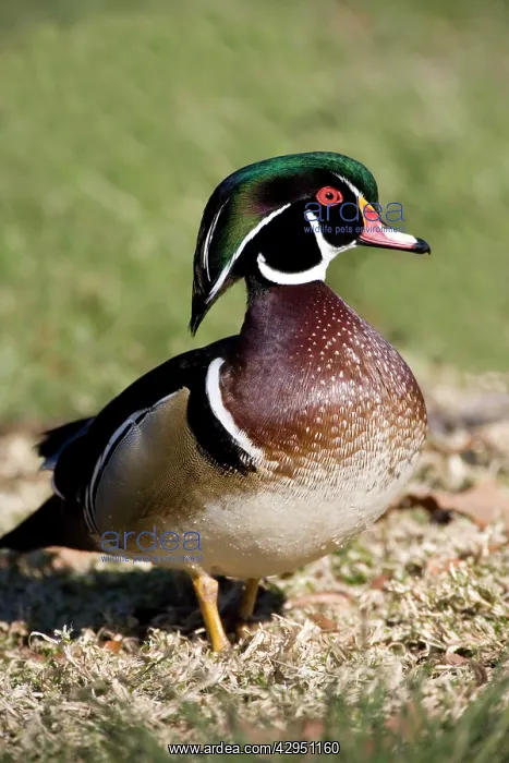 : Wood Duck - male : Wood Duck - male