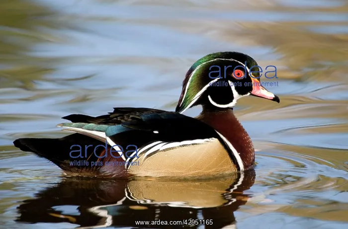 : Wood Duck - male : Wood Duck - male