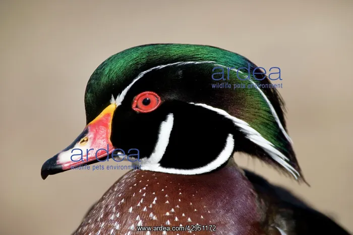 : Wood Duck - male : Wood Duck - male
