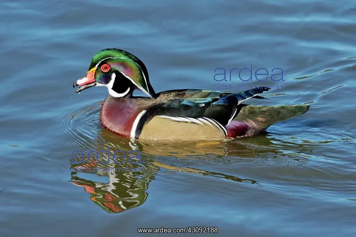  : Wood Duck male calling