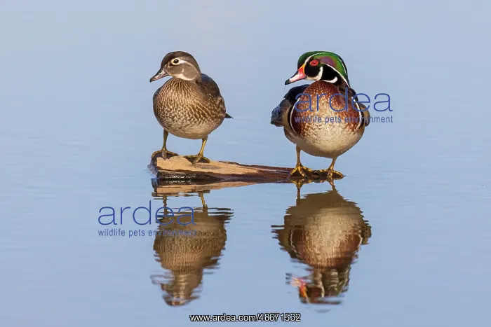 : Wood duck male and female on log in wetland, Marion County : Wood duck male and female on log in wetland, Marion County