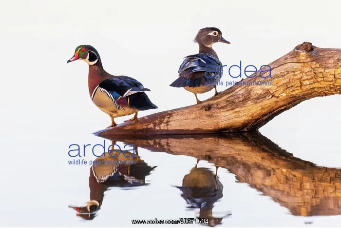 : Wood duck male and female on log in wetland, Marion County : Wood duck male and female on log in wetland, Marion County