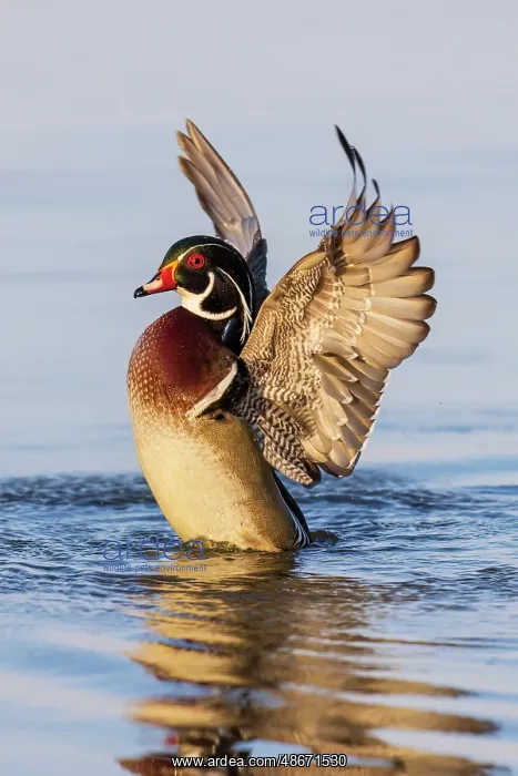 : Wood duck male flapping wings in wetland, Marion County : Wood duck male flapping wings in wetland, Marion County