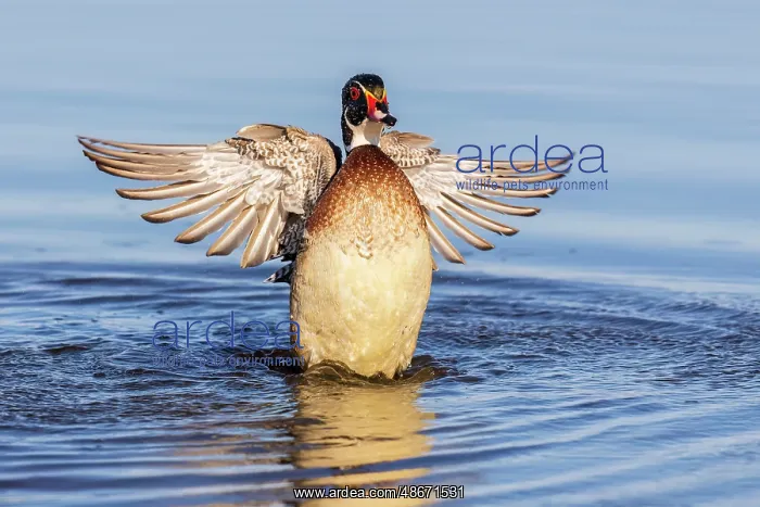 : Wood duck male flapping wings in wetland, Marion County : Wood duck male flapping wings in wetland, Marion County
