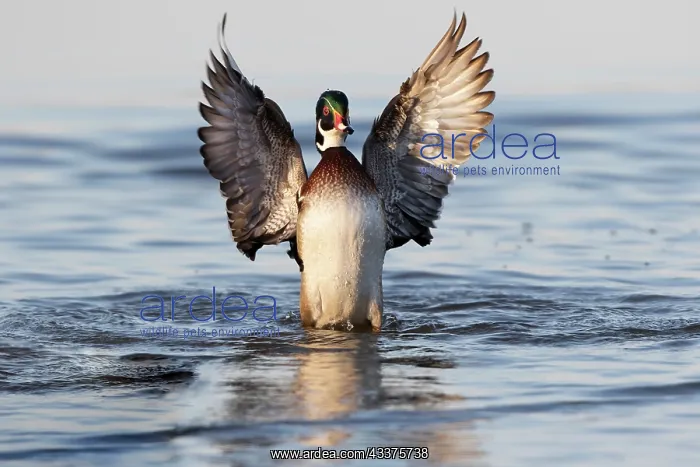 : Wood duck male flapping wings in wetland, Marion : Wood duck male flapping wings in wetland, Marion