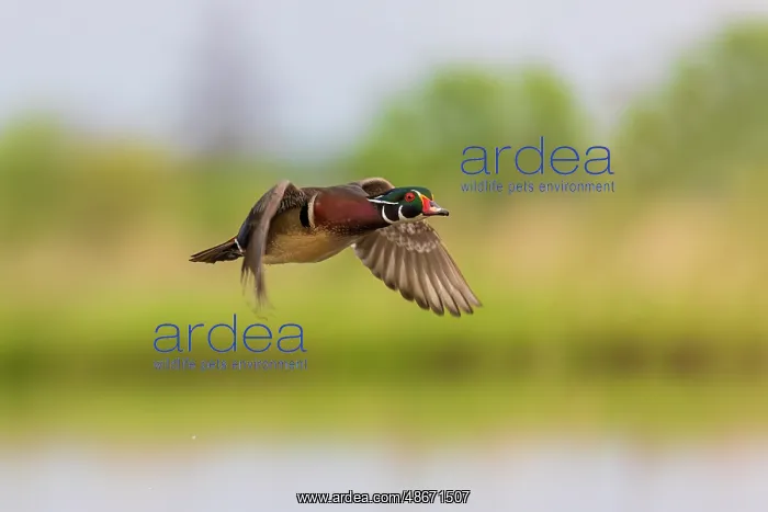 : Wood duck male in flight, Marion County, Illinois : Wood duck male in flight, Marion County, Illinois