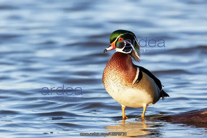 : Wood duck male in wetland, Marion County, Illinois : Wood duck male in wetland, Marion County, Illinois