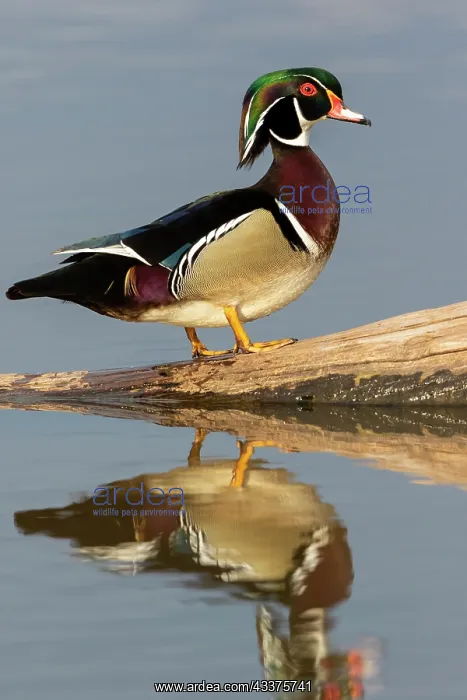 : Wood duck male in wetland, Marion County, Illinois : Wood duck male in wetland, Marion County, Illinois