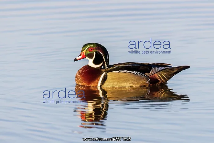 : Wood duck male in wetland, Marion County, Illinois : Wood duck male in wetland, Marion County, Illinois