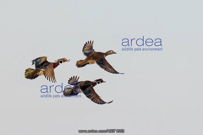 : Wood duck males and female courtship flight, Marion County : Wood duck males and female courtship flight, Marion County