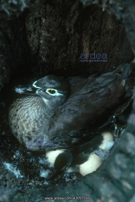 : Wood Duck in Nest : Wood Duck in Nest