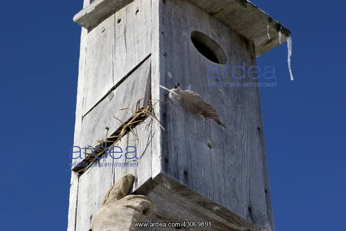 : Wood Duck Nest Cavity : Wood Duck Nest Cavity