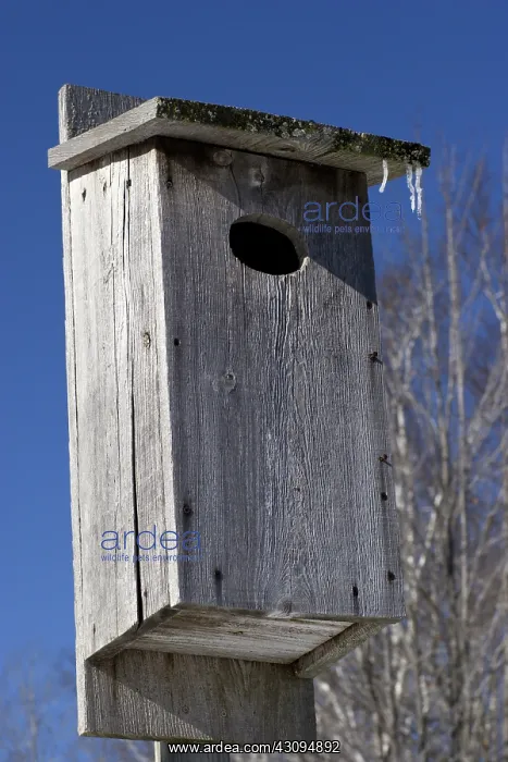 : Wood Duck Nest Cavity : Wood Duck Nest Cavity