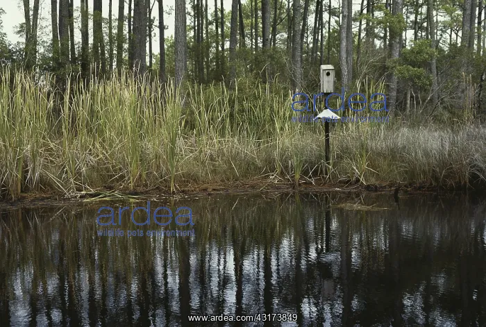 : Wood Duck Nesting Box : Wood Duck Nesting Box