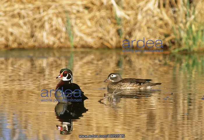 : Wood Duck pair : Wood Duck pair