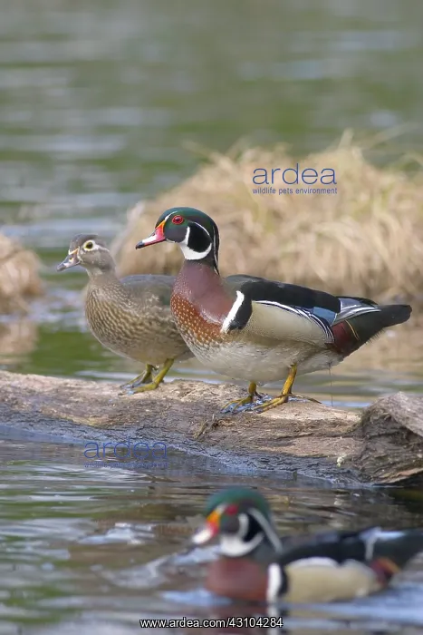 : Wood Duck Pair : Wood Duck Pair