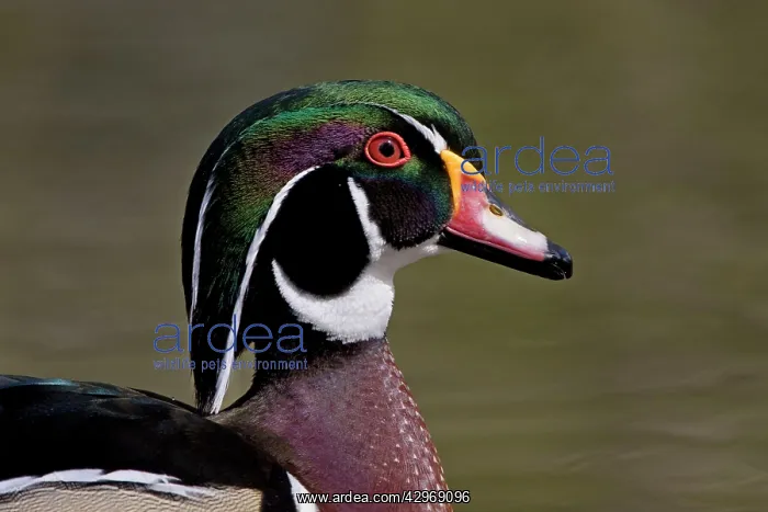 : Wood Duck - portrait showing head detail and colours : Wood Duck - portrait showing head detail and colours
