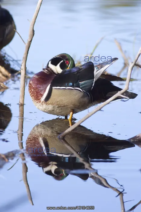: Wood Duck Preening : Wood Duck Preening